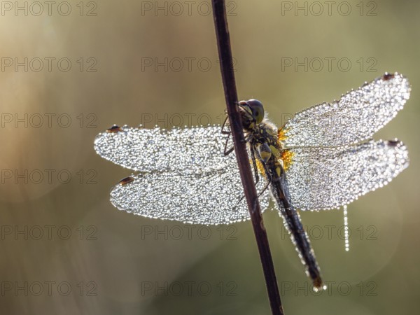 Black Darter (Sympetrum danae), female with dewdrops, Upper Bavaria, Germany