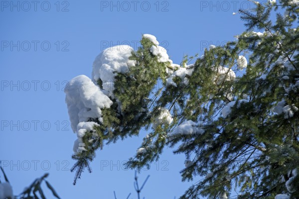 Snowy conifer, winter, snow, Sieversen, Samtgemeinde Rosengarten, Lower Saxony, Germany