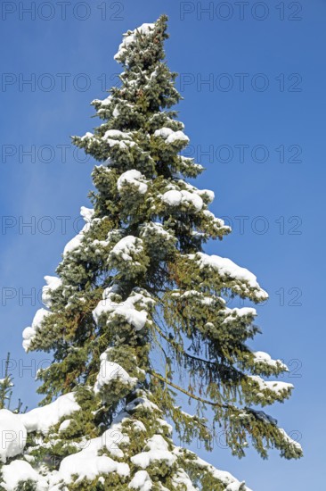 Snowy conifer, winter, snow, Sieversen, Samtgemeinde Rosengarten, Lower Saxony, Germany