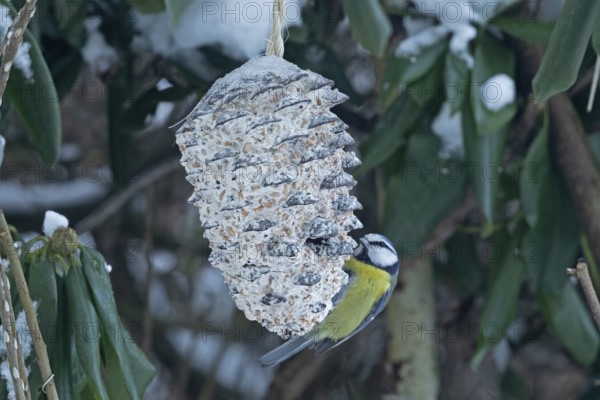 Blue tit eats fat food, winter, bushes, Sieversen, Samtgemeinde Rosengarten, Lower Saxony, Germany