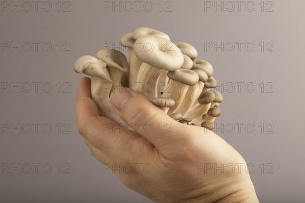 Raw Oyster mushroom, Pleurotus ostreatus with hand on gray pastel paper background. Side view, copy space, minimalism
