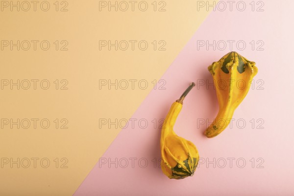Two decorative orange Pumpkins on pink and orange pastel paper background, top view, flat lay, copy space, minimalism