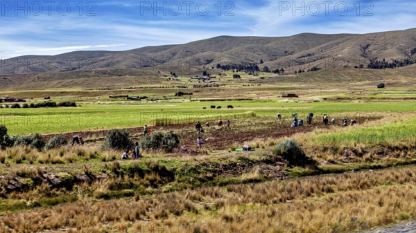 People working in the fields in a green, hilly landscape, the Altiplano landscape in the Andes of Bolivia