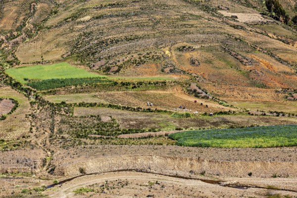 Fields and hills with various vegetation areas and some trees in a dry environment, The landscape of the Altiplano in the Andes of Bolivia