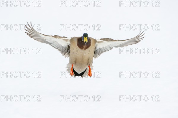 Flying mallard (anas platyrhynchos) in the snow, Vechta, Lower Saxony, Germany