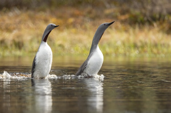 Red-throated diver (Gavia stellata) in breeding plumage on a lake in Sweden, Knuthöjdsmossen, Hällefors, Örebro län, Sweden