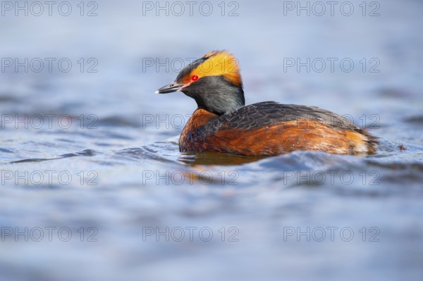 Slavonian grebe (Podiceps auritus) swimming on a lake, Västergötland, Falköping, Sweden