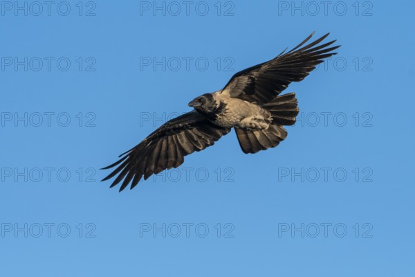 Hooded Crow (corvus corone corone) in flight, Feldberg Lakeland, Mecklenburg-Western Pomerania, Germany