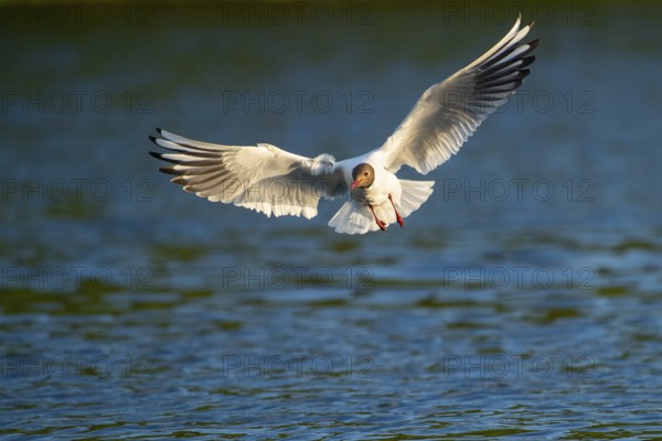Flying Black-headed Black-headed Gull (Chroicocephalus ridibundus), Lembruch, Lower Saxony, Germany