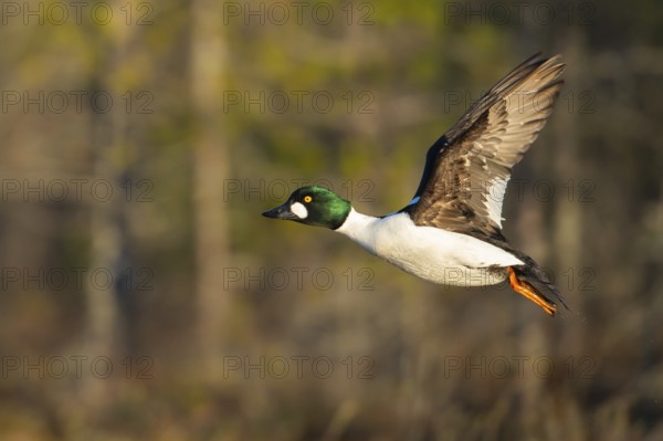Flying goldeneye (Bucephala clangula), Knuthöjdsmossen, Hällefors, Örebro län, Sweden