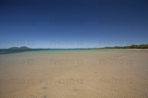 Tropical palms (Cocos nucifera) leaning over the sandy shore under a clear blue sunny sky. Mission Beach, Queensland, Australia