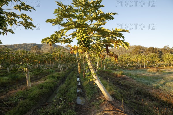 Harvest, Papaya Farm, Queensland, AustraliaRipe, fresh fruits hanging on trees in a tropical plantation under bright daylight