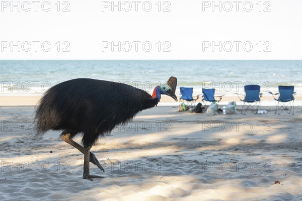 Southern cassowary (Casuarius casuarius) foraging on sand with tourists sitting in the background. Queensland, Australia