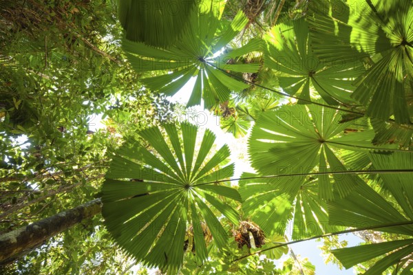 View of Queensland fanpalm (Licuala ramsayi) canopy and forest floor under tropical sunlight in Djiru National Park. Fan Palm Walk, Queensland, Australia