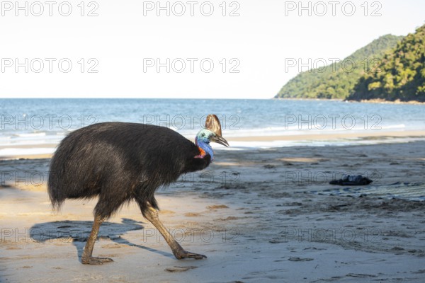 Southern cassowary (Casuarius casuarius) walking along the shore searching for food in the sand. Queensland, Australia