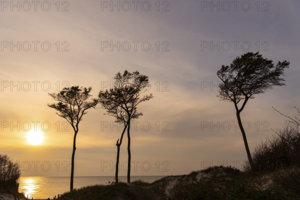 Beeches on the west beach of Fischland-Darss-Zingst at sunset, Baltic Sea, Ahrenshoop, Mecklenburg-Western Pomerania, Germany
