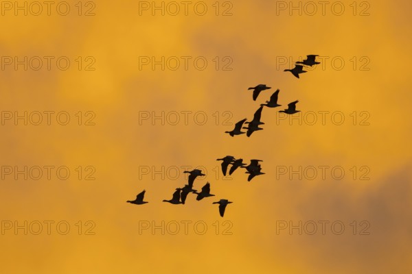 Greylag geese (anser anser) in front of the dawn, Zingst, Mecklenburg-Vorpommern, Germany