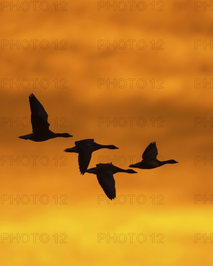 Greylag geese (anser anser) in front of the dawn, Zingst, Mecklenburg-Vorpommern, Germany