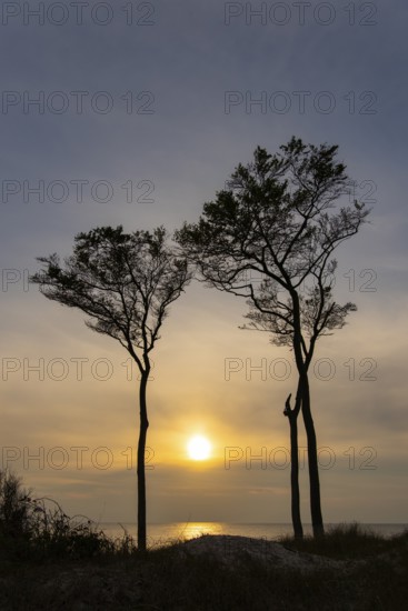 Beeches on the west beach of Fischland-Darss-Zingst at sunset, Baltic Sea, Ahrenshoop, Mecklenburg-Western Pomerania, Germany