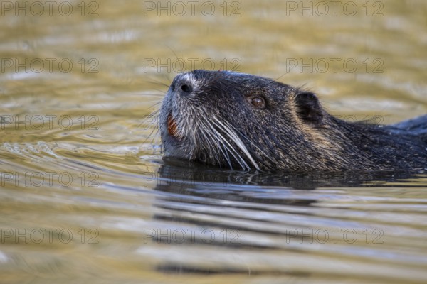 Portrait of a swimming nutria (Myocastor coypus), Osnabrück, Lower Saxony, Germany