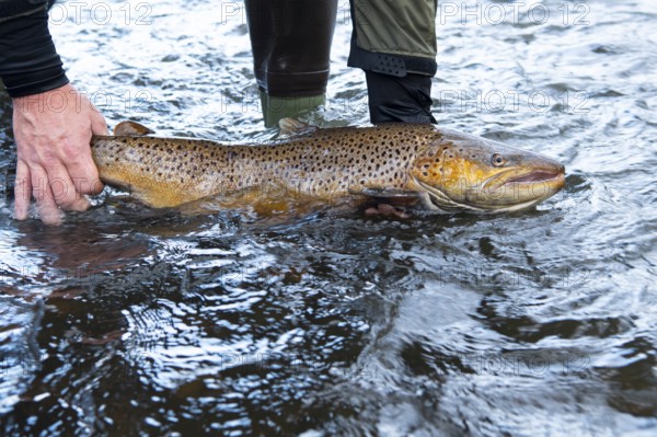 Electrofishing in the floodplain for sea trout and salmon, Wildeshausen, Lower Saxony, Germany