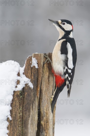 Great spotted woodpecker (dendrocopos major) at the woodpecker forge in the snow, Neuhaus im Solling, Lower Saxony, Germany