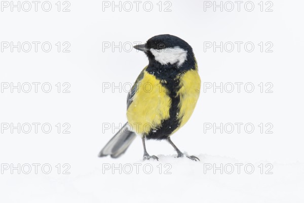 Great tit (Parus major) at the winter feeding site in the snow, Neuhaus im Solling, Holzminden, Lower Saxony, Germany