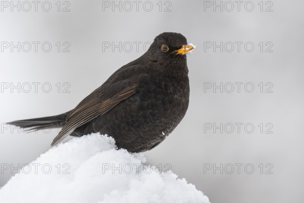 Blackbird (turdus merula) in the snow, Neuhaus im Solling, Lower Saxony, Germany