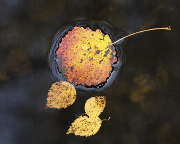 Autumn leaves of aspen (Populus tremula) on a body of water, Ahlhorn, Lower Saxony, Germany