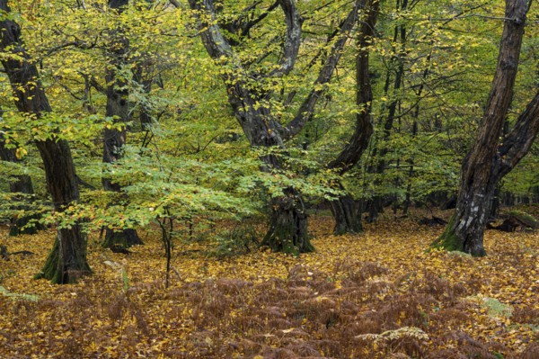 Old, gnarled trees in the Urwald Baumweg nature reserve in autumn, Hudewald, Emstek, Lower Saxony, Germany