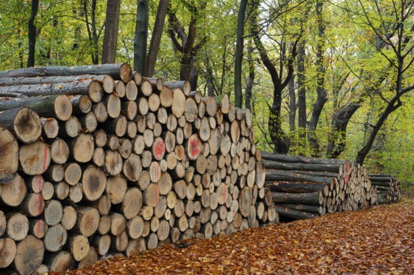 Logging in autumn in the forest, firewood, raw material, Ahlhorn, Lower Saxony, Germany