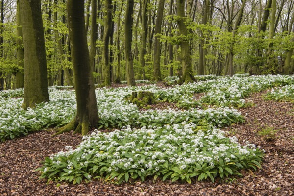 Wild garlic (Allium ursinum) in bloom in a beech forest in spring, Hilter, Lower Saxony, Germany