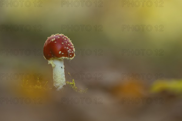 Fly agaric (Amanita muscaria), Ahlhorn, Lower Saxony, Germany