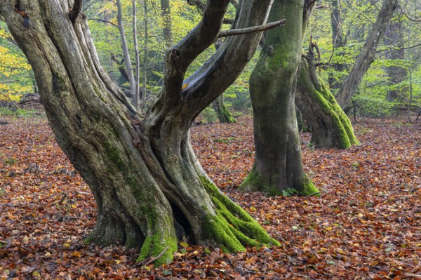 Old, gnarled trees in the Urwald Baumweg nature reserve in autumn, Emstek, Lower Saxony, Germany
