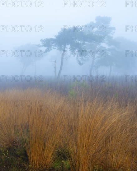 Pine (Pinaceae) in the moor with fog, nature reserve, Vernner Moor, Neuenkirchen-Vörden, Lower Saxony, Germany