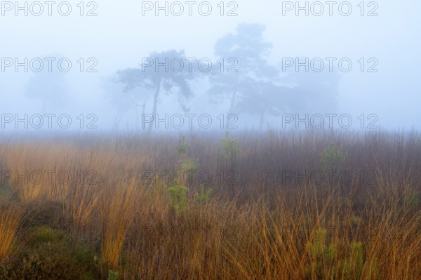 Pine (Pinaceae) in the moor with fog, nature reserve, Vernner Moor, Neuenkirchen-Vörden, Lower Saxony, Germany
