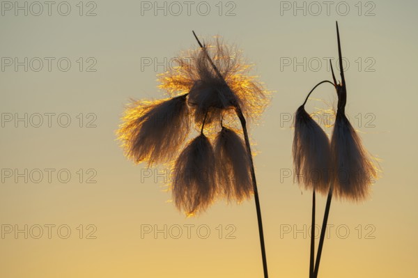 Common cottongrass (Eriophorum angustifolium) in the moor at sunset, Goldenstedt, Lower Saxony, Germany