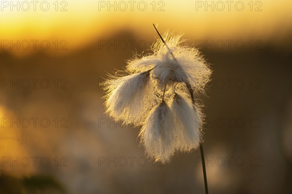 Common cottongrass (Eriophorum angustifolium) in a bog, Goldenstedt, Lower Saxony, Germany