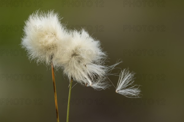Cottongrass in the moor, sheath cottongrass (Eriophorum vaginatum), Goldenstedt, Lower Saxony, Germany