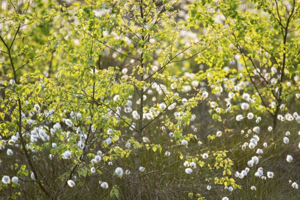 Spring in the Goldenstedt moor, sheath cottongrass (Eriophorum vaginatum), Goldenstedt, Lower Saxony, Germany