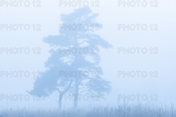 Pine (Pinaceae) in the moor with fog, cNature reserve, Vernner Moor, Neuenkirchen-Vörden, Lower Saxony, Germany