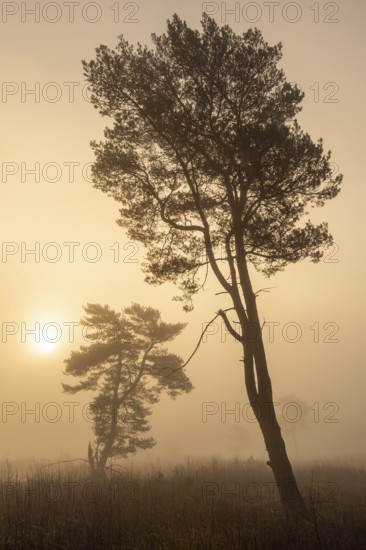 Pine (Pinaceae) in the moor with fog, nature reserve, Vernner Moor, Neuenkirchen-Vörden, Lower Saxony, Germany