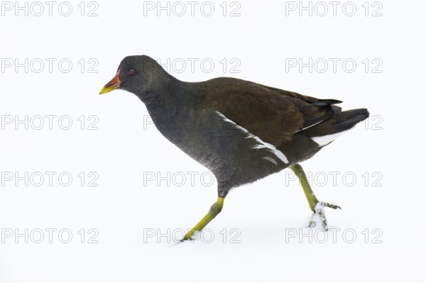 Moorhen (Gallinula chloropus) in the snow, Vechta, Lower Saxony, Germany
