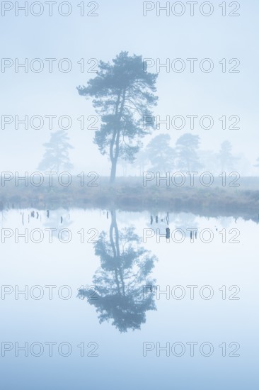Pine (Pinaceae) in the moor with fog, cNature reserve, Vernner Moor, Neuenkirchen-Vörden, Lower Saxony, Germany