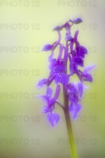 Early purple orchid (Orchis mascula), Osnabrück, Lower Saxony, Germany