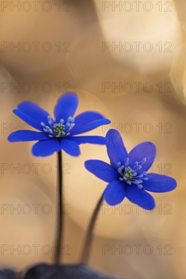 Blooming liverwort (Anemone hepatica), early bloomer, Steinhagen, Lower Saxony, Germany