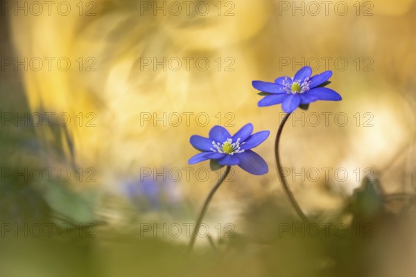 Blooming liverwort (Anemone hepatica), early bloomer, Steinhagen, Lower Saxony, Germany