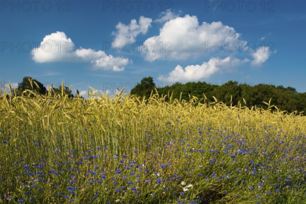 Cornflowers (Centaurea cyanus) in a cereal field, Oldenburger Münsterland, Goldenstedt, Lower Saxony, Germany