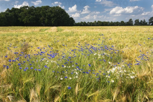 Cornflowers on a grain field in summer, Oldenburger Münsterland, Goldenstedt, Lower Saxony, Germany