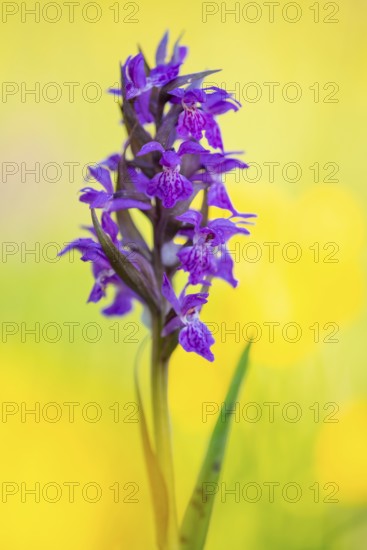 Early purple orchid (Orchis mascula), Aschen, Lower Saxony, Germany